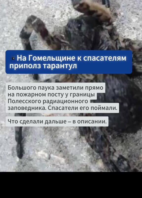 cover-19